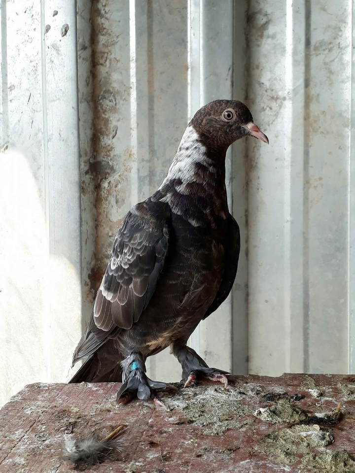 pigeon