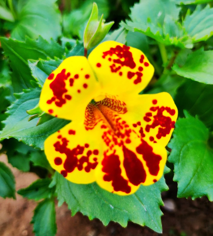flower