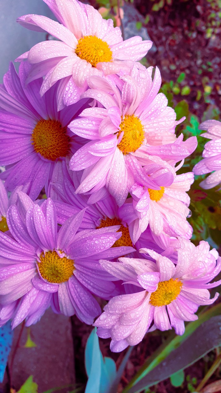 Autumn flowers