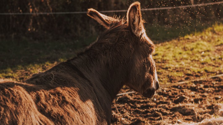 donkey
