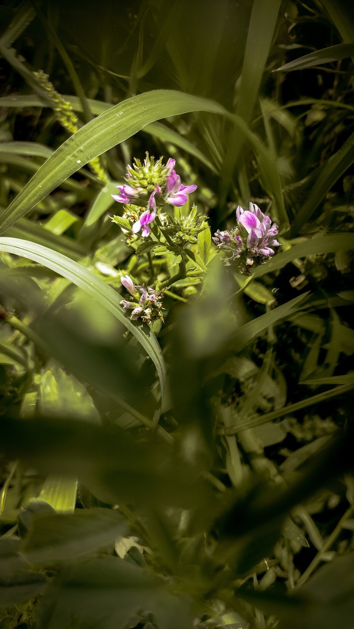 A Flower Between grass.