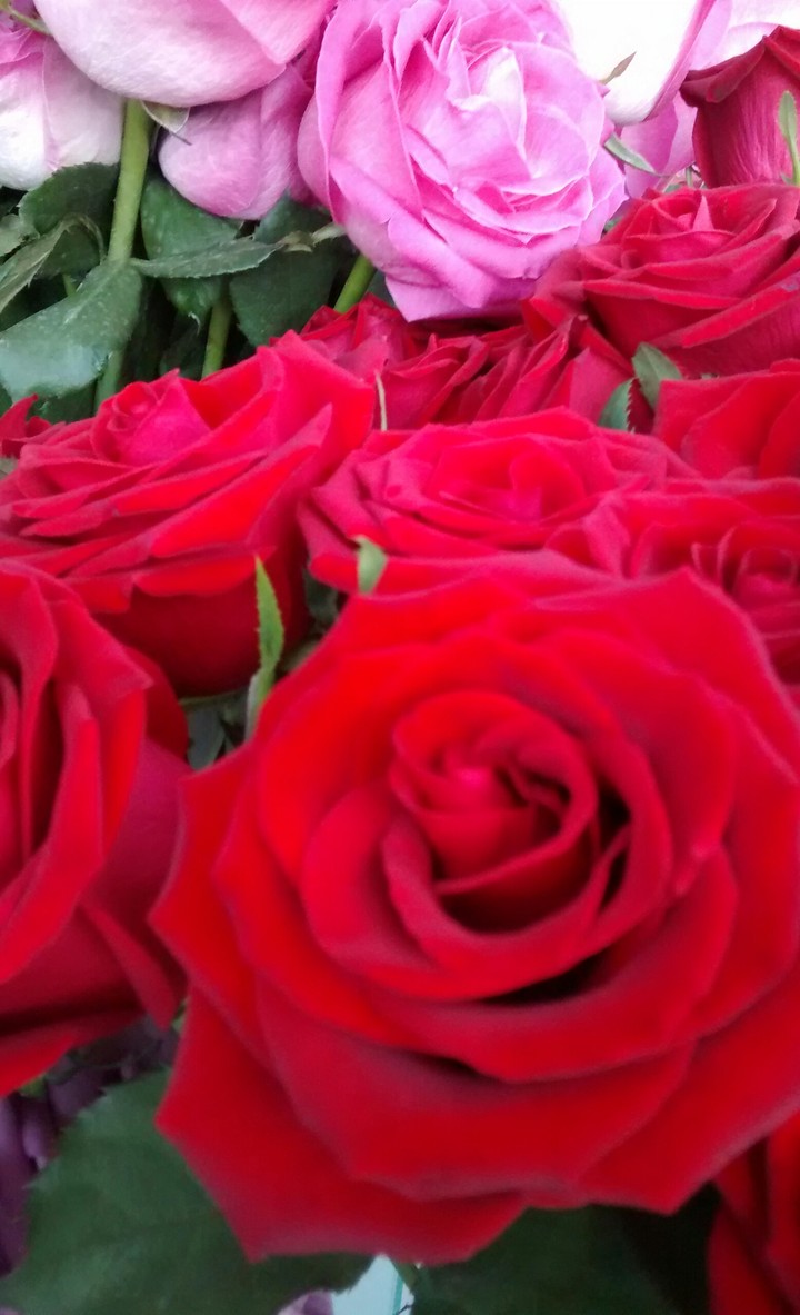 Rosa Vermelha