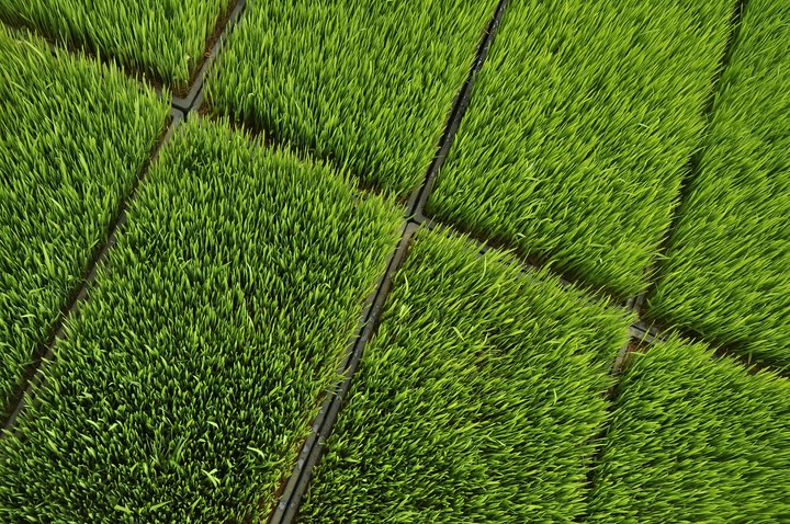 Rice tree