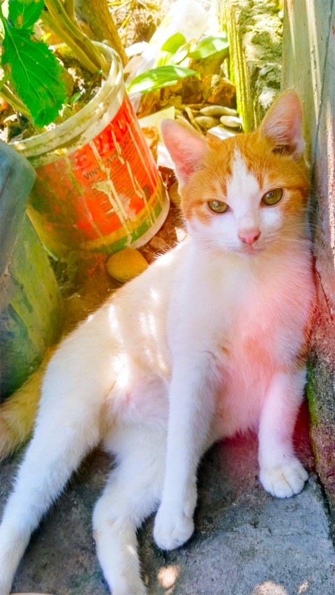 Cat