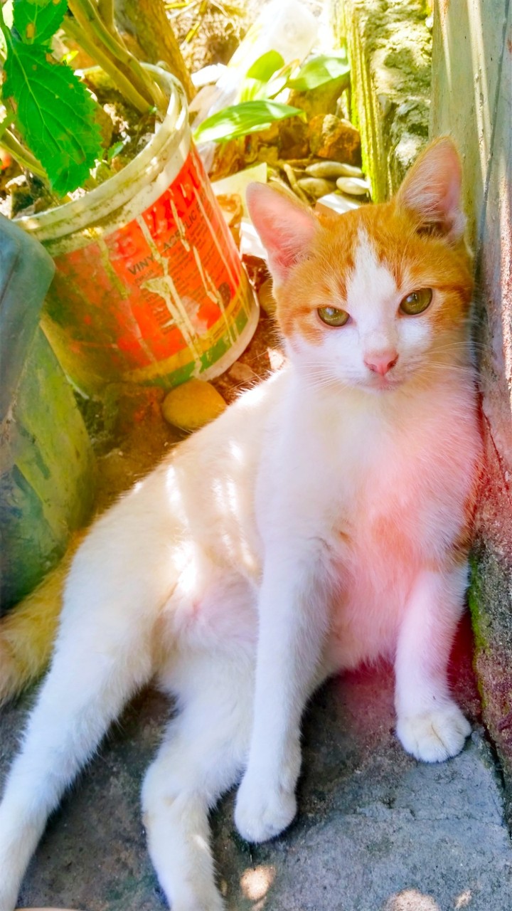 Cat