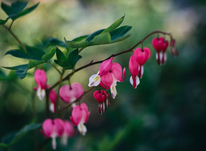 dicentra