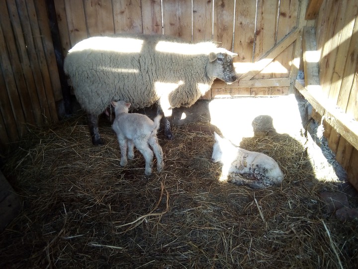 Small sheep