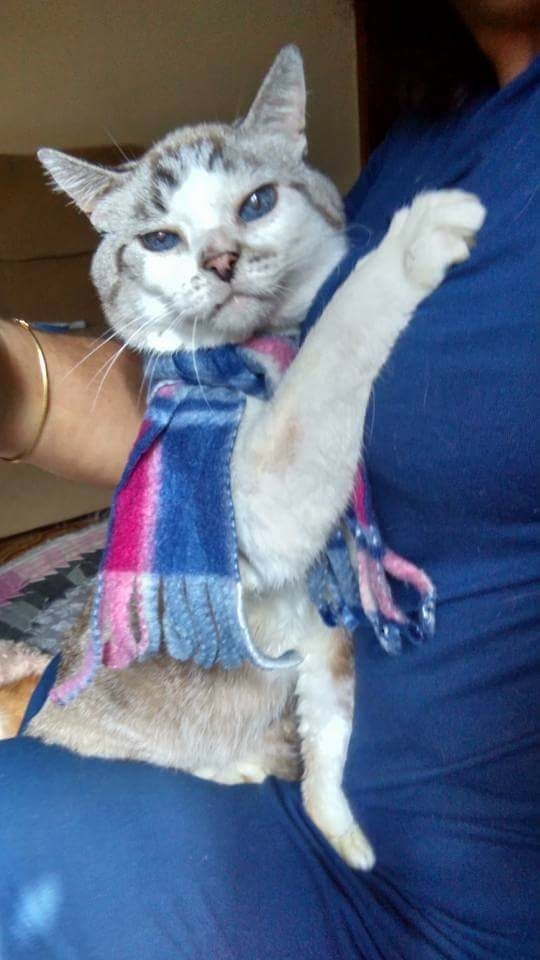 meu Joãozinho 
