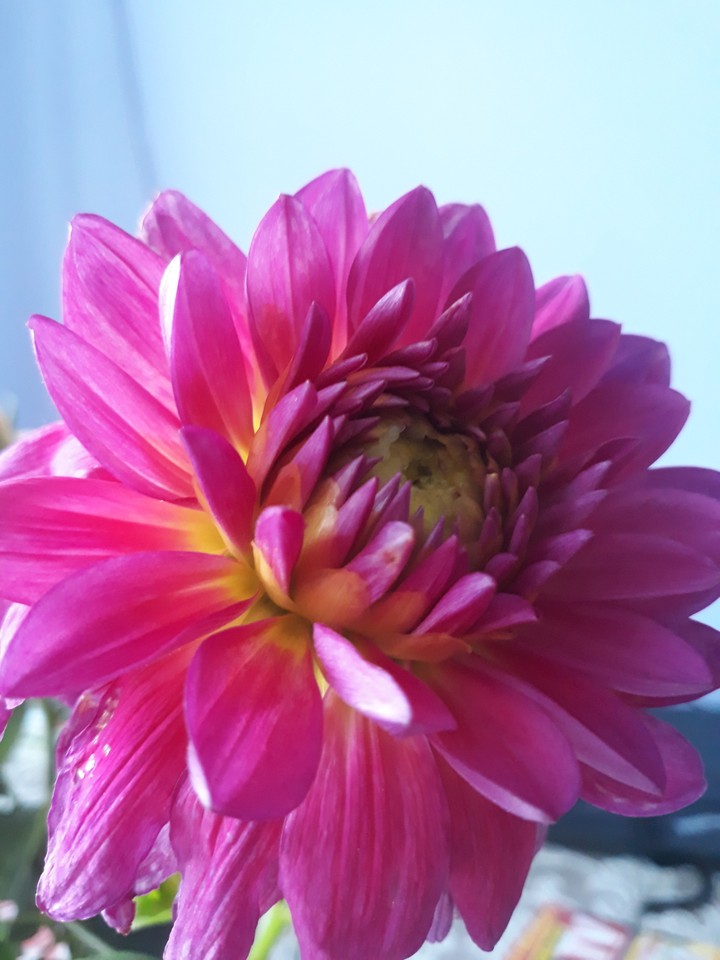 Flower