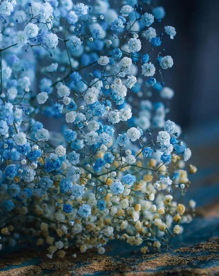Tiny_blossom