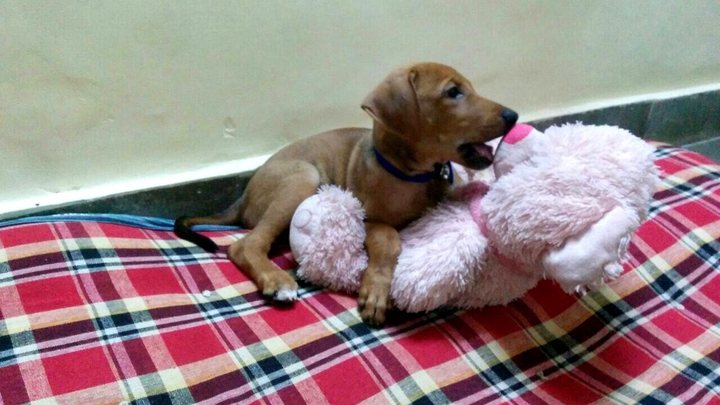 Leo tales!! Minku the teddy and Leo