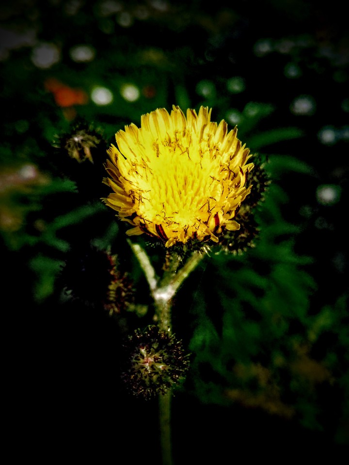 Yellow youth