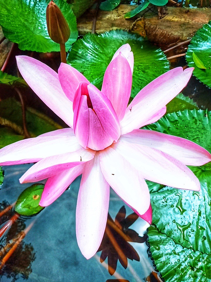 waterlily##