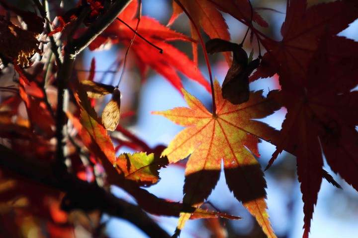 紅葉