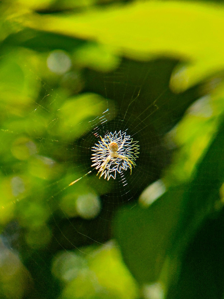 spider