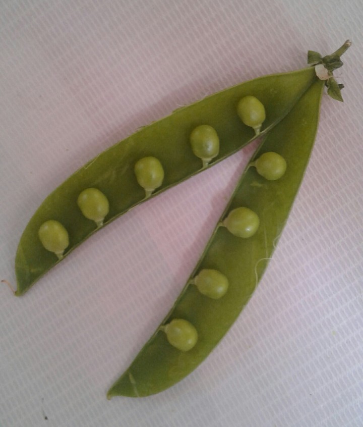 green pea