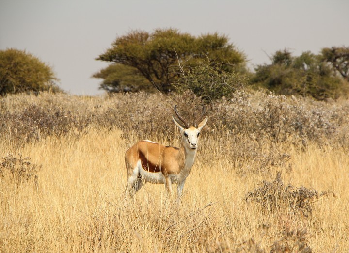 Springbuck