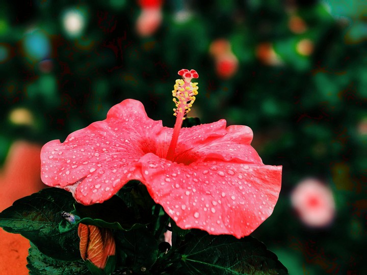 red hibiscus flower