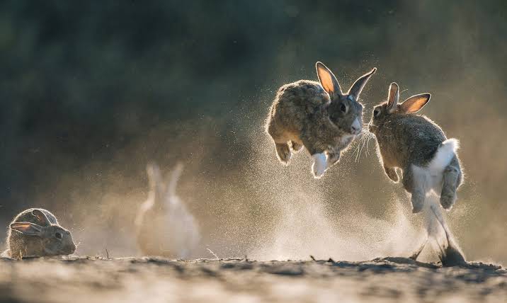 rabbits