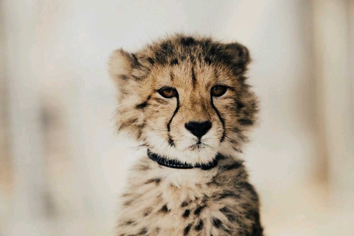 Cute