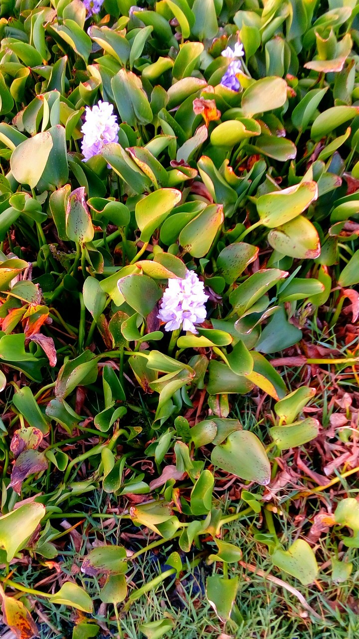 common weed