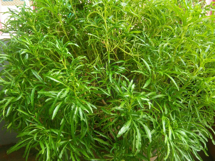 green