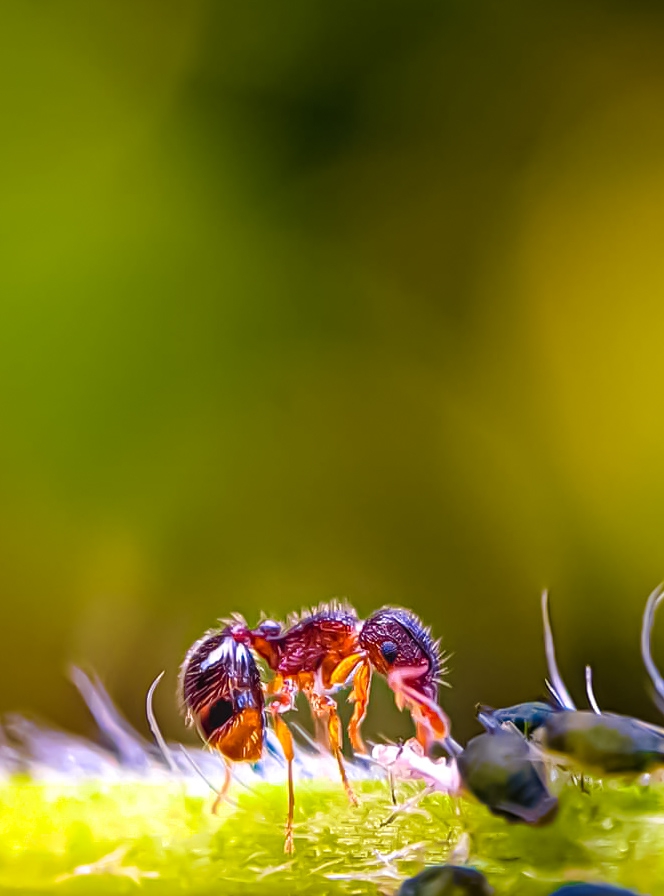 ant