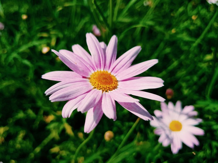 beautiful flower
