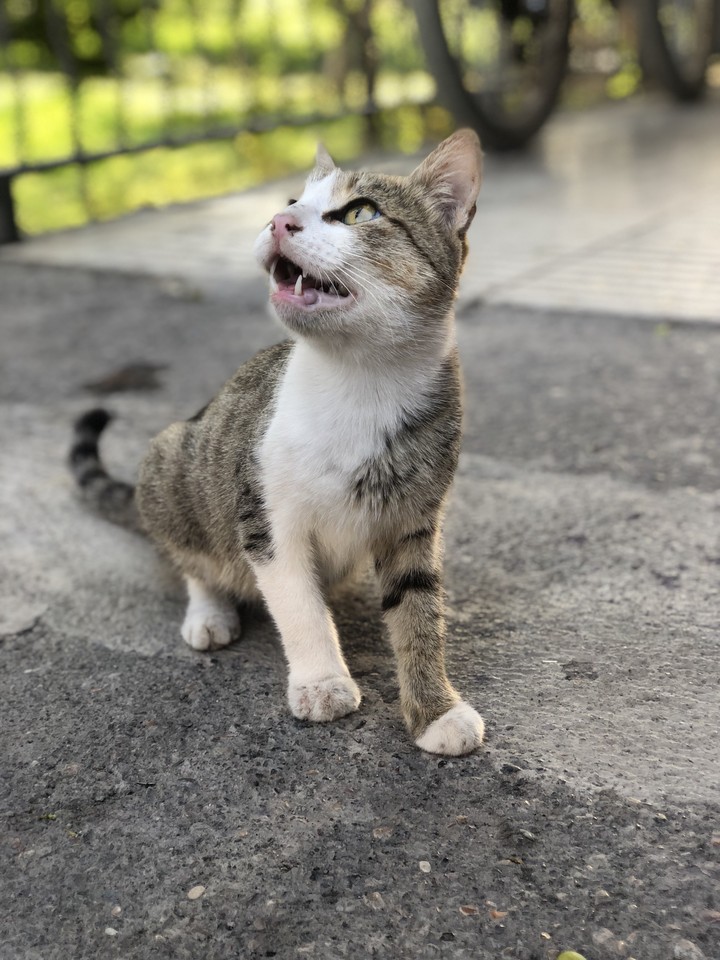 Cat