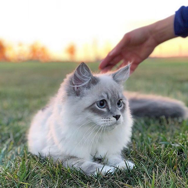 #CAT*_*