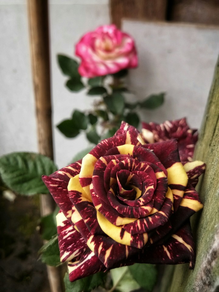 rose