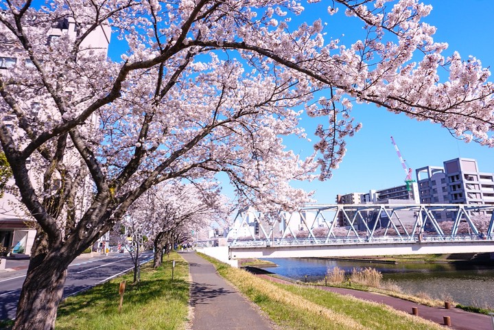 cherry blossom
