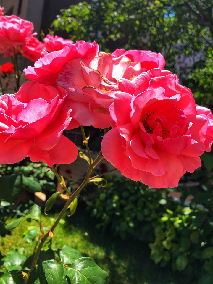 red roses??