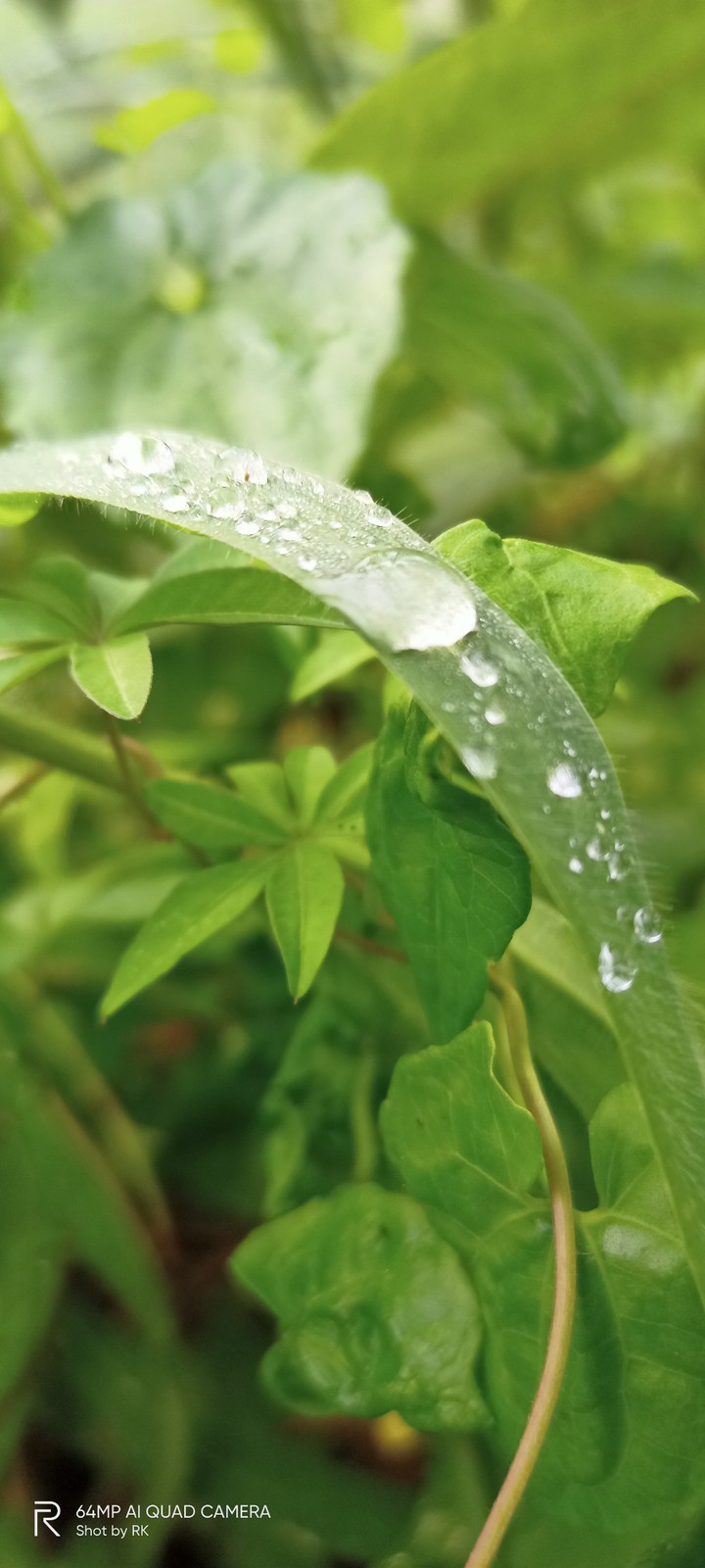 Rain Droplets In Leafs