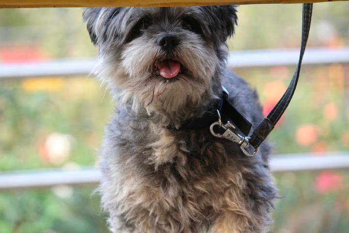 dog
