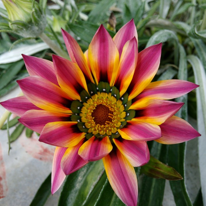 Flor