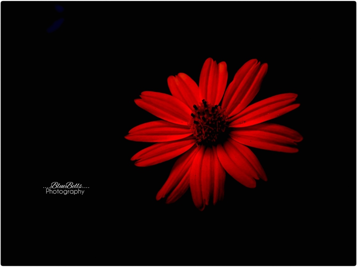 red flowers