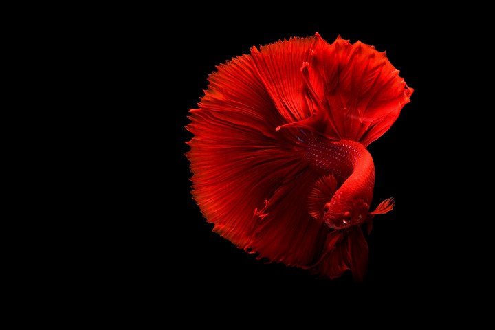 Fish
