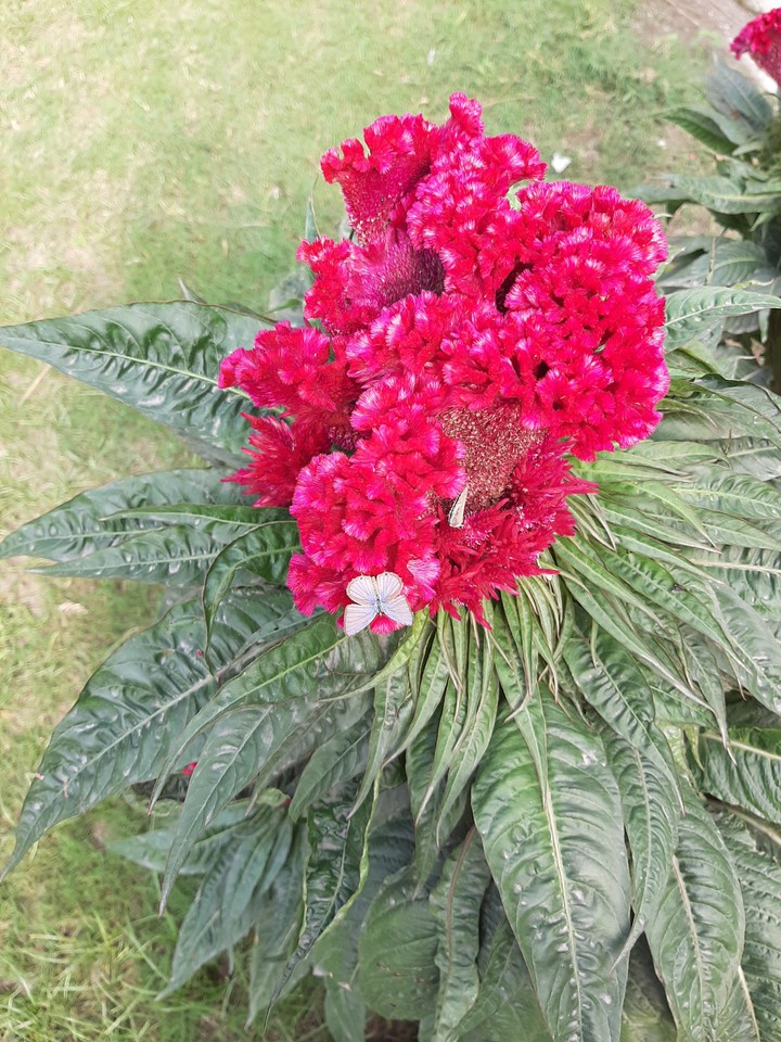 Celosia