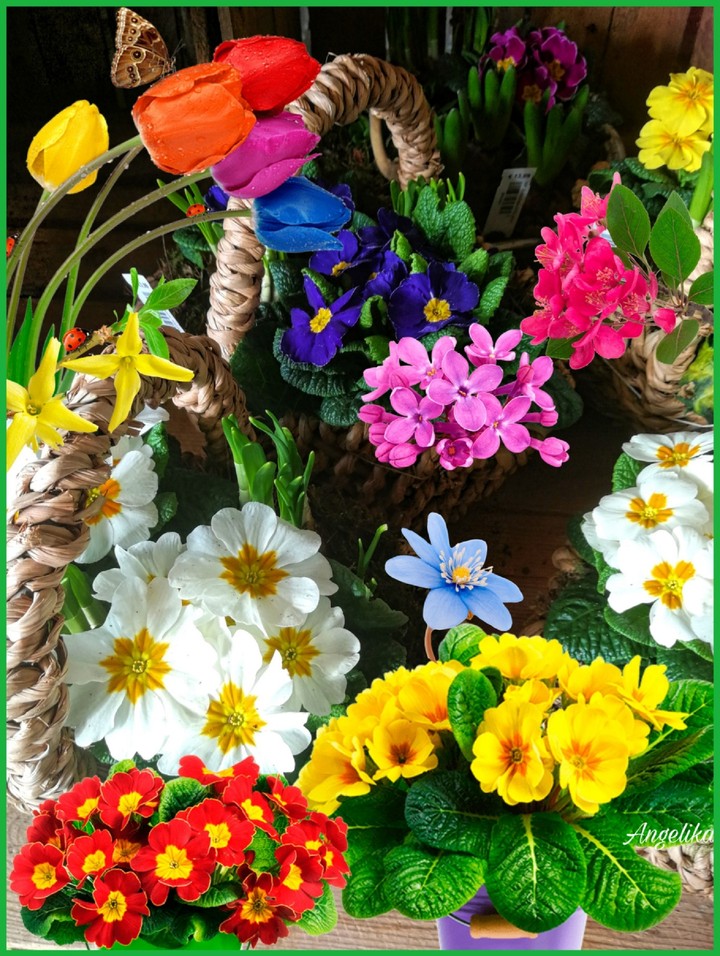 Frühlingsblumen