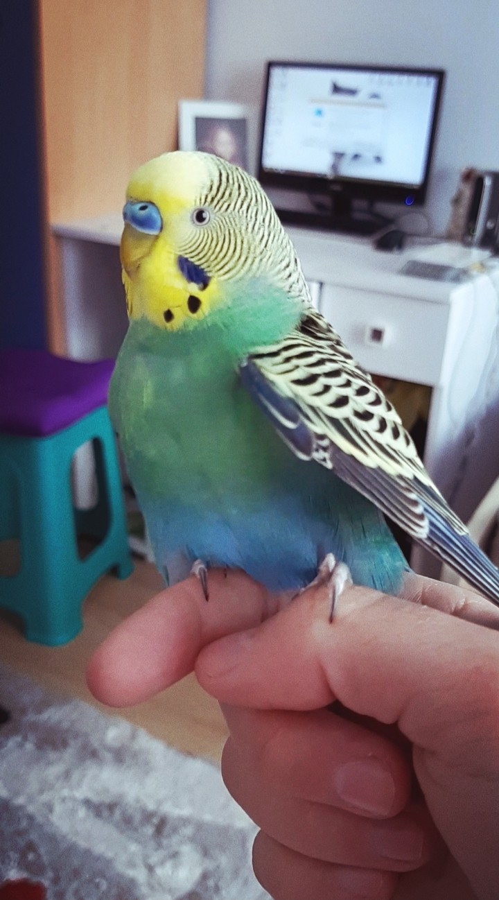 budgie cute