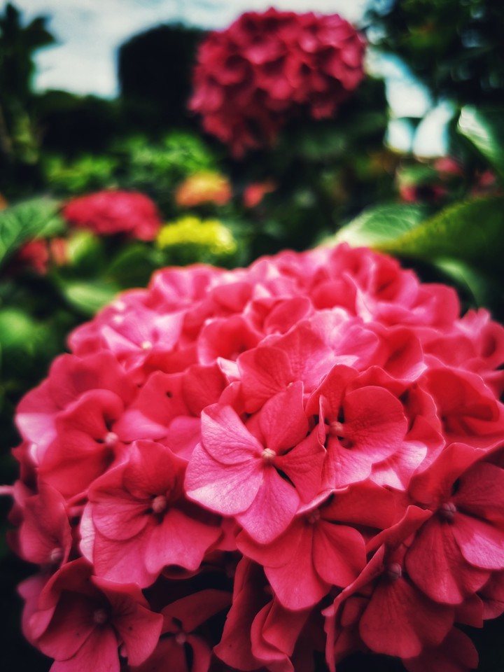 flowers