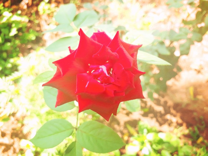 nature