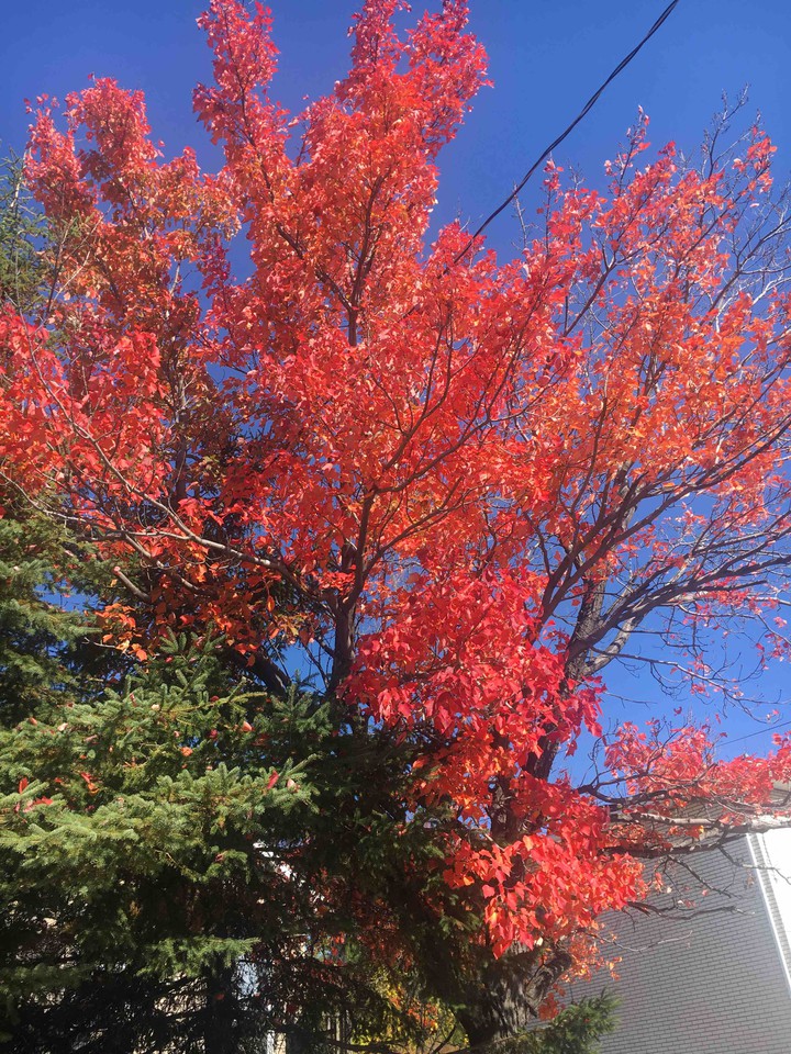Fall Colours