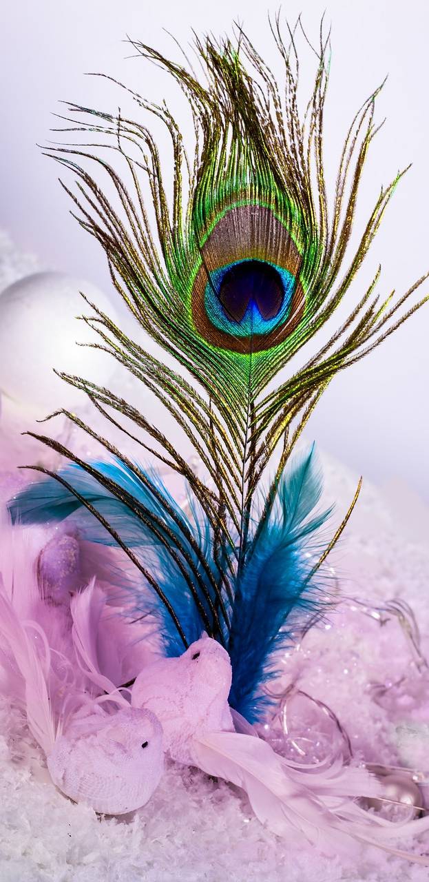 feather