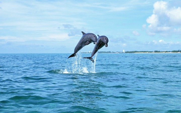 Dolphins