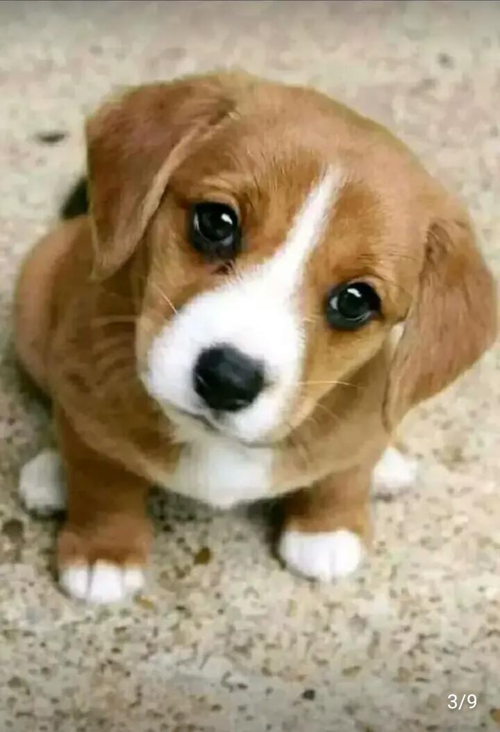 cute dog