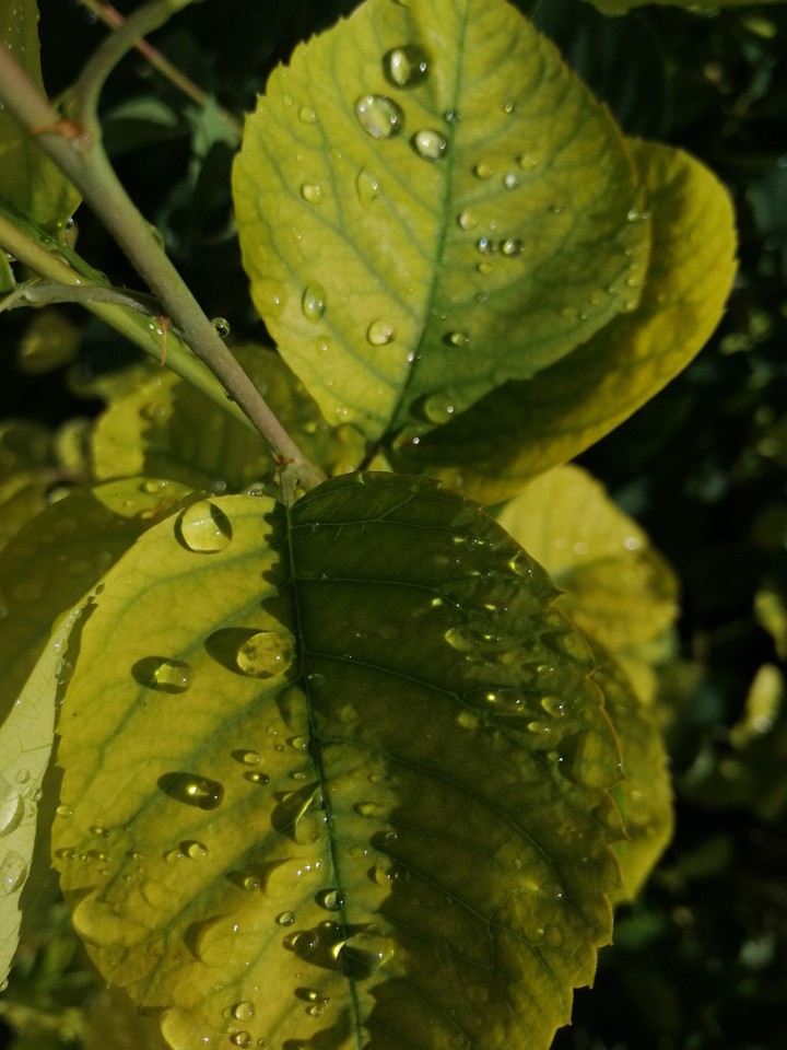 листик и капли, Drops after rain
