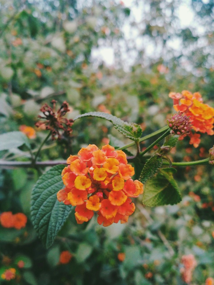 Flower Photography