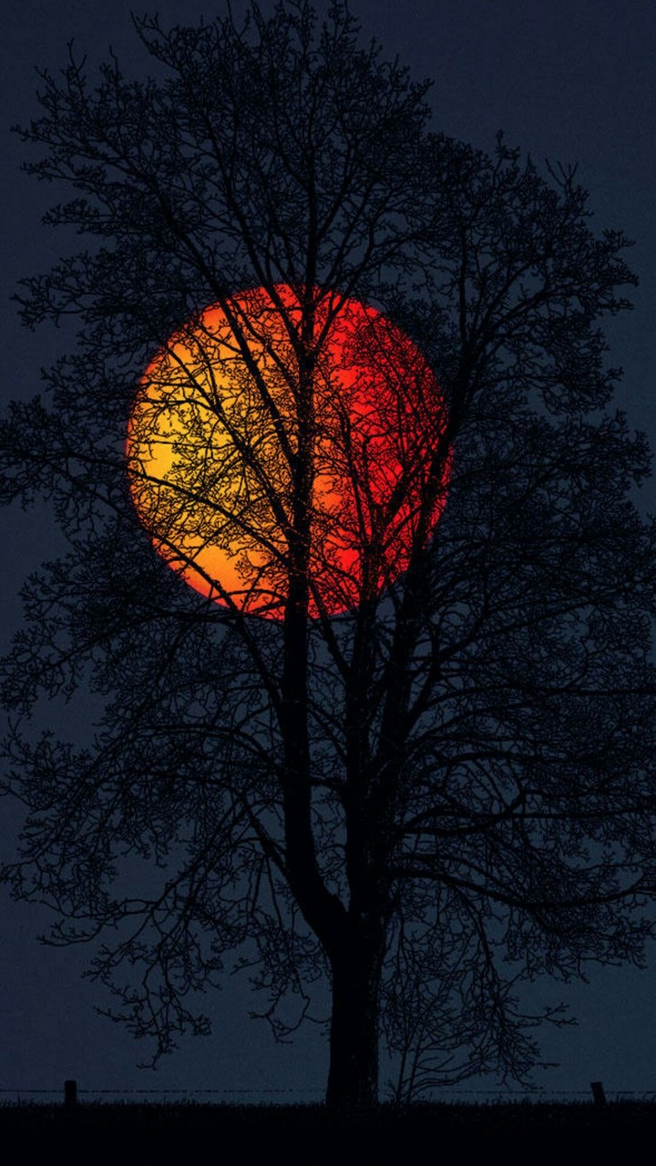 tree